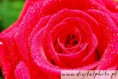 /album/rozen-/roos-met-glitters-jpg1/